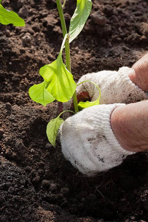 Organic Topsoil And Mulch, Suffolk County, Forestry Inc. – Organic ...